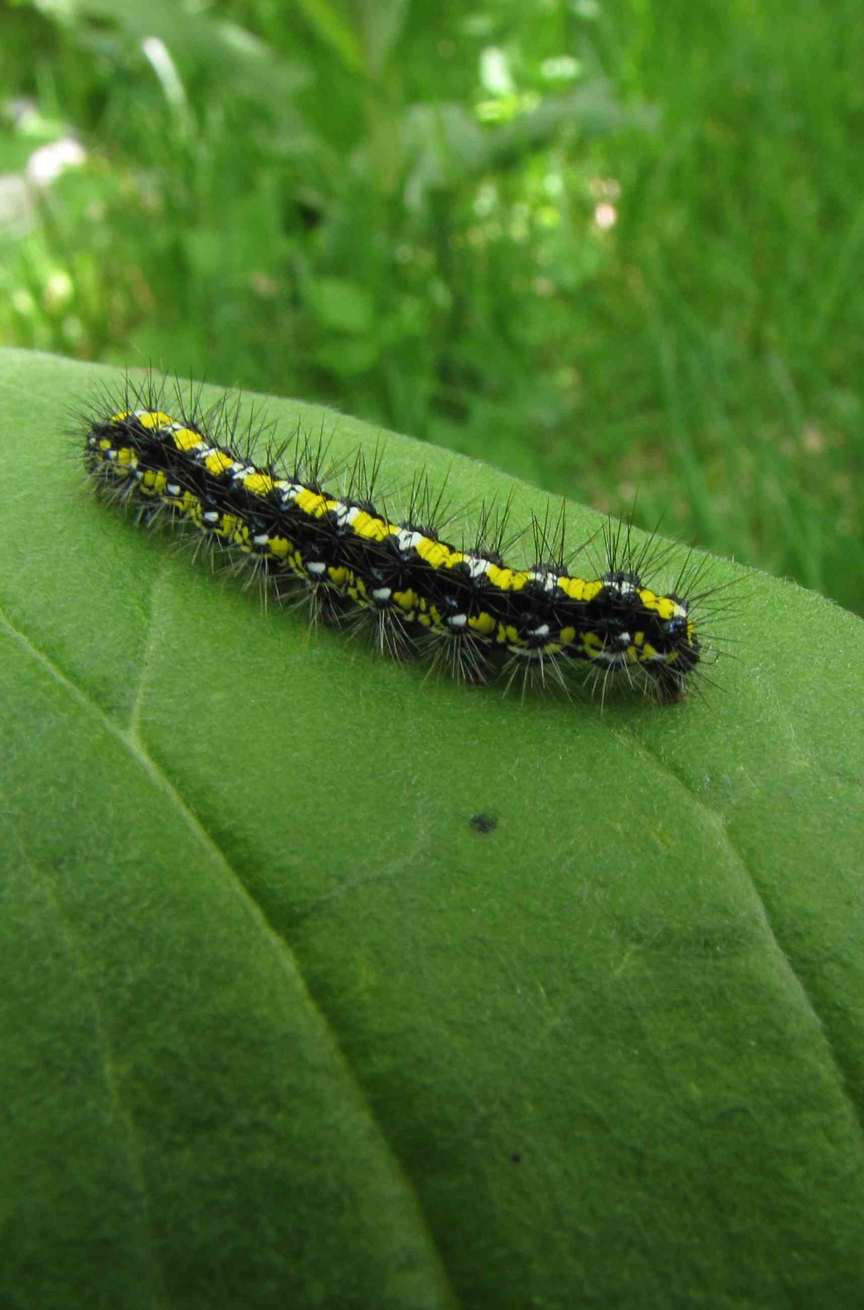 bruco d'' alta quota - Callimorpha dominula